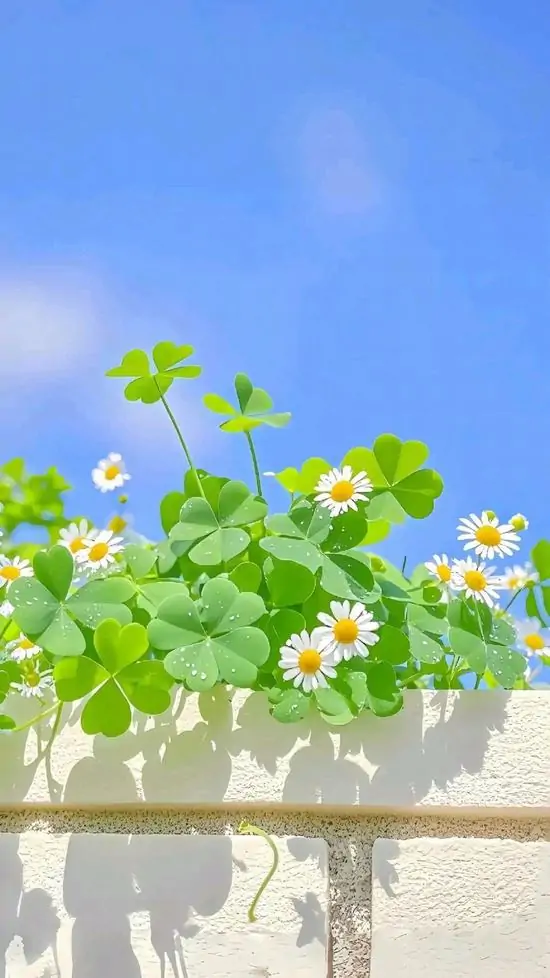 118 Hình Nền Cỏ 4 Lá Cute May Mắn mang ý nghĩa niềm tin hy vọng tài lộc và bình an