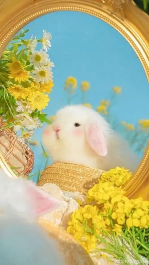 43 Ảnh nền đưa người xem vào khung trời sao nơi thỏ trắng ngồi trên vầng trăng nhỏ, sự kết hợp giữa mây bồng và ánh tím khiến bức hình như giấc mơ ngọt, rất hợp làm wallpaper thỏ cute Ultra HD