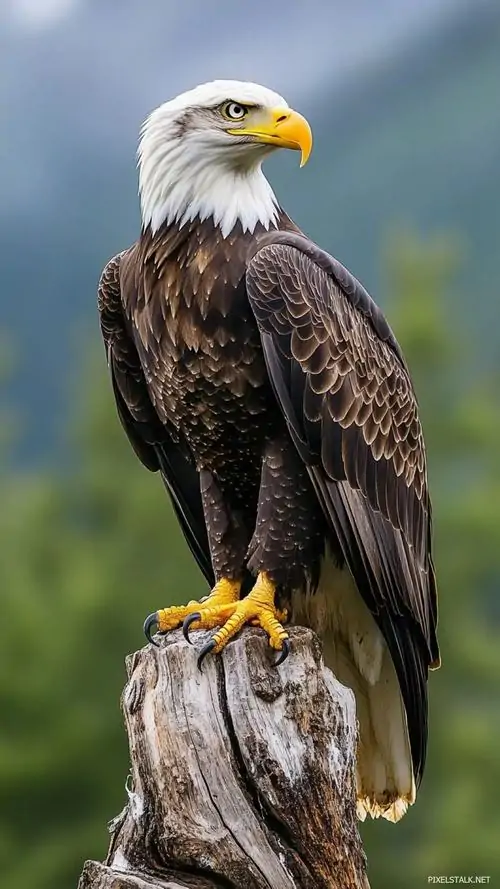 30 Ảnh nền điện thoại bắt khoảnh khắc đại bàng trắng xòe cánh giữa nắng sớm, nền trời mở rộng làm hình khối nổi bật, phong cách anime đẩy cảm giác tự do lên cao nhưng vẫn giữ vẻ quyết đoán của loài chim thống lĩnh