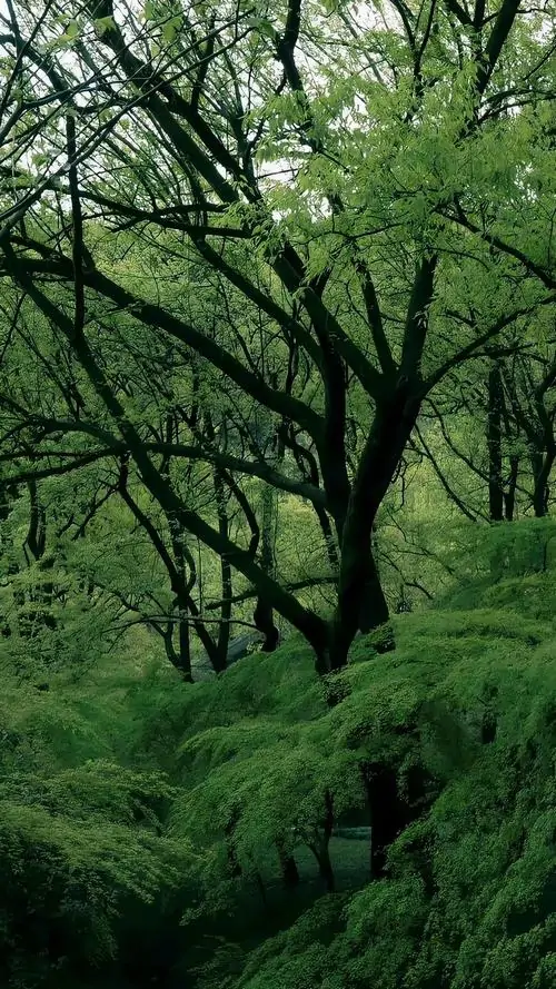 5 Hình nền tài lộc Đại Lâm Mộc mang sắc xanh ngọc, xanh navy và cảm giác an yên