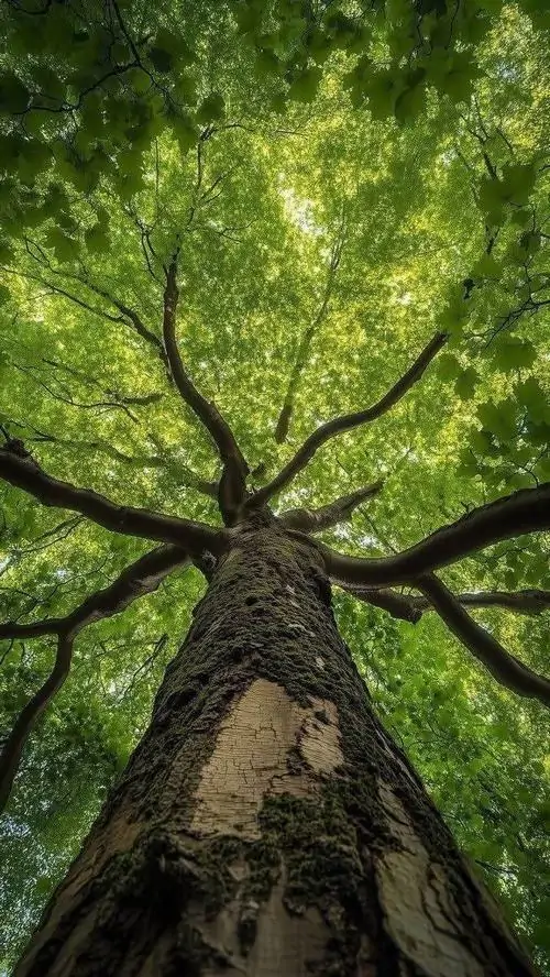 9 Bộ ảnh nền cây rừng phong thủy cho người mang Đại Lâm Mộc thích sự điềm đạm và tầm nhìn xa