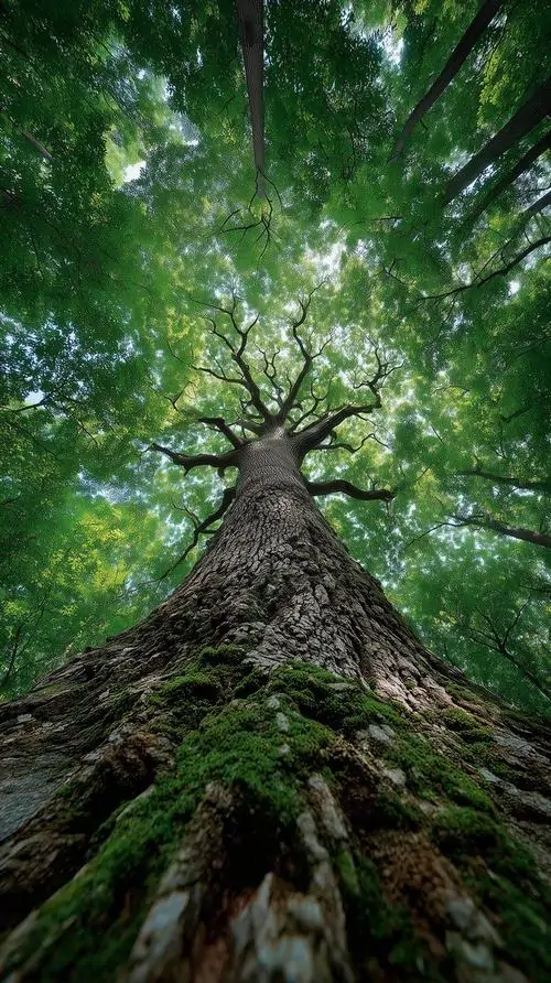 15 Chọn hình nền Đại Lâm Mộc để nuôi dưỡng cảm giác vững vàng, may mắn và hanh thông