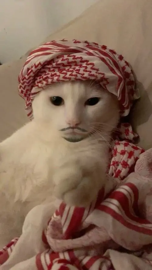 69 Hình Nền Mèo Meme Vô Tri hài hước với với gương mặt nhây bựa dở khóc dở cười