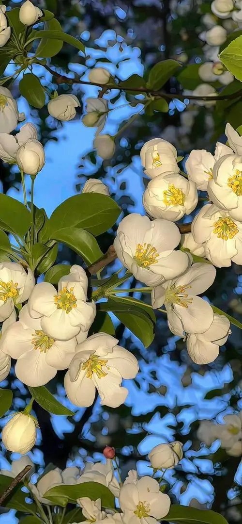 17 Ảnh nền 3d cụm hoa trắng xen hoa xanh nổi bật trên nền trời, kiểu macro cùng bokeh sâu làm ảnh trông tuyệt đẹp