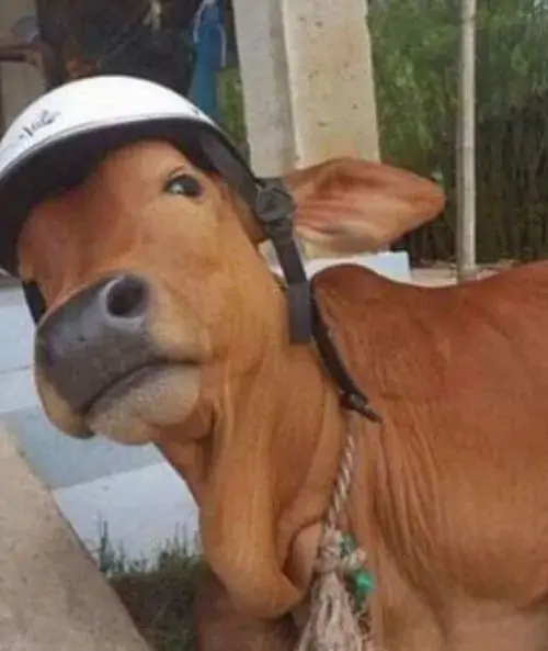 44 Con bò thật đội mũ rồi nghiêng đầu sát ống kính, cái mõm dài và ánh mắt ngang ngược biến bức hình thành một cú chụp dở dang mà lại cuốn, rất hợp hội thích ảnh thật nhưng vẫn có độ quái